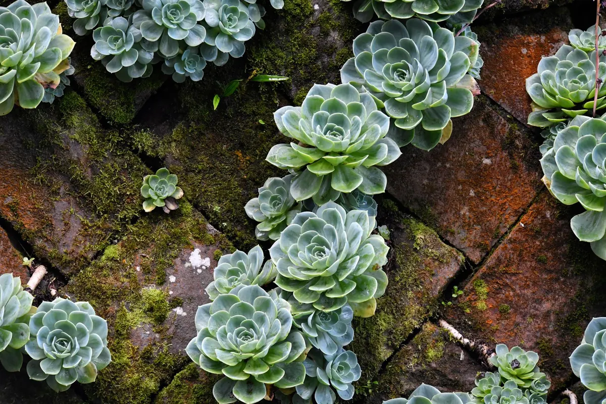 Moss Care Month by Month: A UK Seasonal Checklist