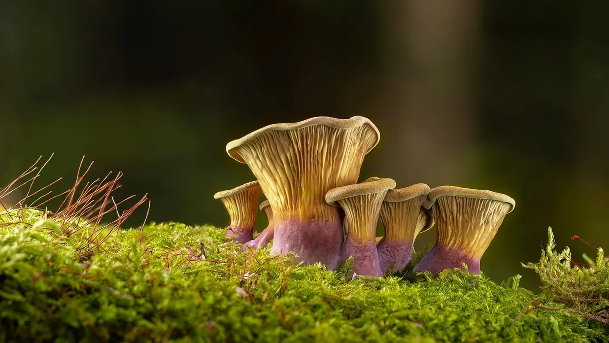 Which Moss Should You Start With? A Beginner's Guide to Moss Types for Decor